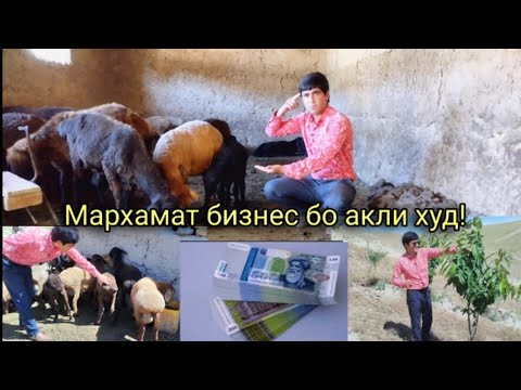 Видео: Савет: 4 намуди бизнес барои шуморо бой кардан: 💰🏠🚗
