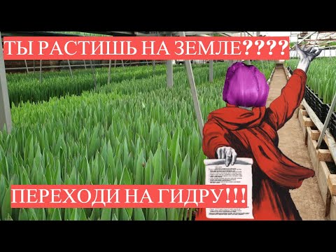 Видео: Выгонка тюльпанов 2021. Сравнение тюльпана на земле и гидре 2