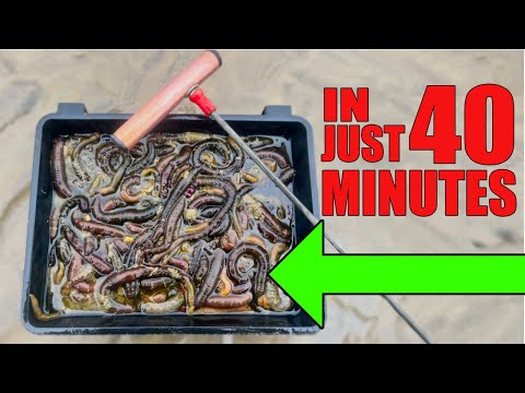 Видео: Руководство для начинающих по использованию гусеничного червя: простые советы