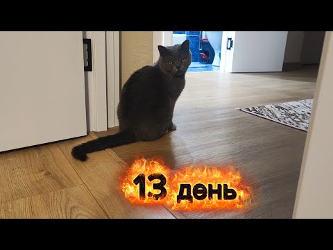 Видео: 13 день. Кушает и ходит на лоток когда мы дома. 