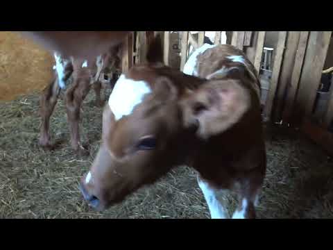 Видео: Какие же они все хорошенькие !