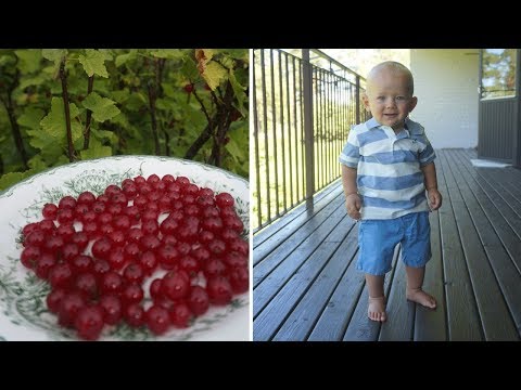 Видео: Что ест за день сын веган (10 мес)  у свекрови в Швеции 👦 🍉