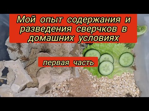 Видео: содержание и разведение сверчков в домашних условиях