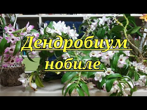 Видео: Дендробиум нобиле ( Dendrobium nobile)  описание и уход.