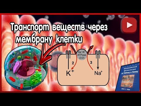 Видео: Физиология. Транспорт веществ через клеточную мембрану.