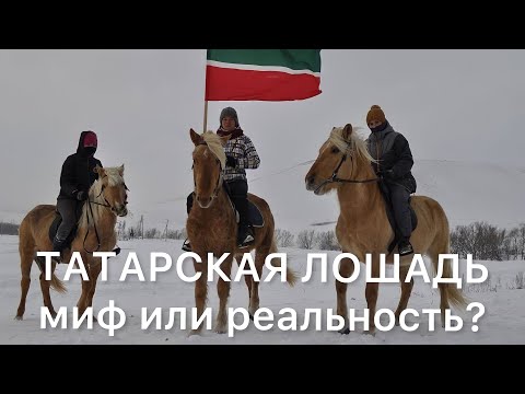 Видео: «Татарская лошадь» - миф или реальность?