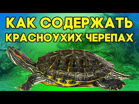 Видео: Красноухая черепаха - уход и содержание. Как ухаживать за красноухой черепахой