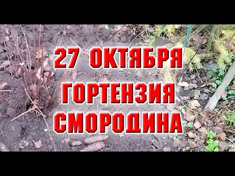 Видео: 27 октября.  Посадки пересадки, обрезка смородины