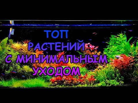 Видео: ТОП РАСТЕНИЙ С МИНИМАЛЬНЫМ УХОДОМ #АКВАМЕН