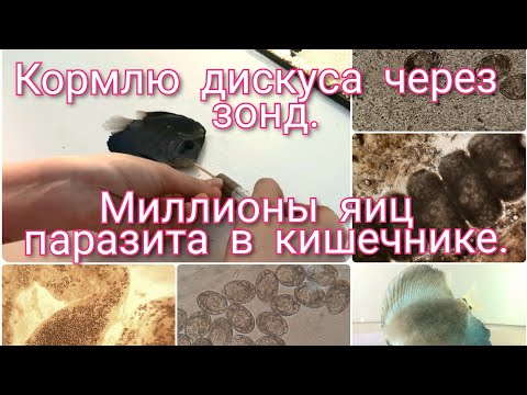 Видео: Лечение тощего дискуса. Кормление через зонд. Миллионы яиц глистов внутри рыбы.