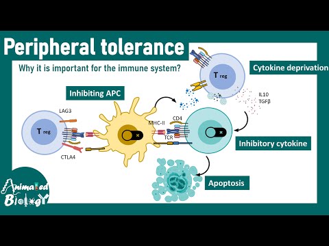 Видео: Периферическая толерантность | Иммунология | Почему это важно для организма?