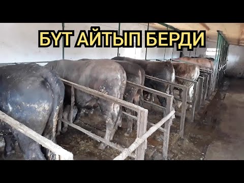 Видео: Бул байке духту көтөрдү | Чыныгы фермер