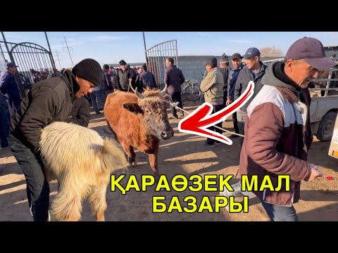 Видео: ҚАРАӨЗЕК МАЛ БАЗАРЫ БАХАЛАРЫ ӨЗГЕРДИ! 12-НОЯБР 2025/СКОТНЫЙ РЫНОК/ҚАРАҚАЛПАҚСТАН