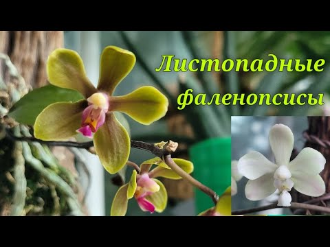 Видео: Листопадные фаленопсисы. Phal.wilsonii,Phal.stobartiana,Phal.lowii.