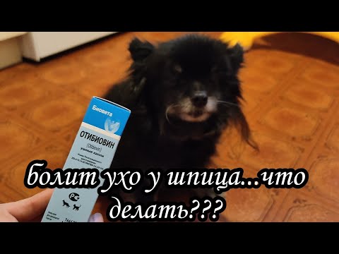 Видео: Лечим ушко / Приводим в порядок лапки🐾