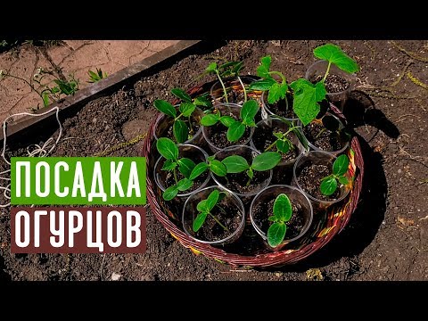 Видео: СПЕЦВЫПУСК 🥒 Посадка огурцов в траву, с секретом  / Садовый гид