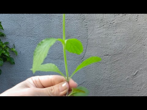 Видео: Вербена Бонарская 🌿 перед посадкой в открытый грунт 🕵️‍♀️
