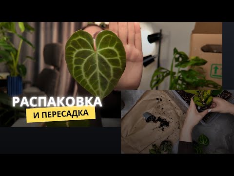 Видео: #16 РАСПАКОВКА растений из Grinoteka 🌿 Что я купила и как пересаживаю НОВИНКИ!
