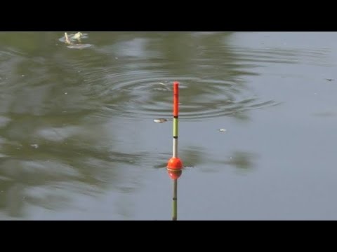 Видео: Осенняя рыбалка на пожарке.#карась#fishing #бычок#ратан#пожарка#рыба