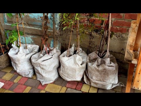 Видео: КЛЕМАТИСЫ в КОНТЕЙНЕРАХ . Как сохранить зимой.