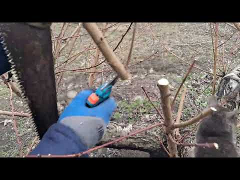 Видео: Персик. Рік після омолодження. Обрізка.