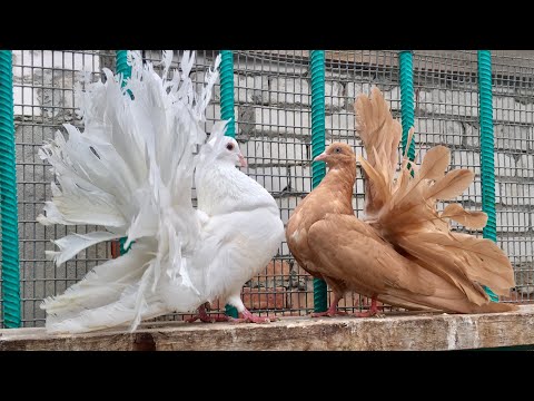 Видео: Голуби Старорусские Павлины редкая порода! В гостях у Андрея Николаевича Сазонова!  📞+79097640620