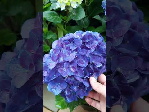 Видео: Гортензия ДжипБлю