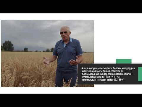 Видео: Сұлы - азықтық дақыл