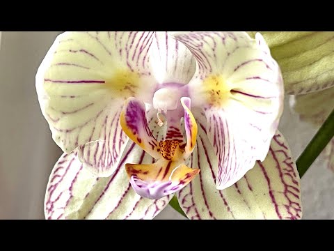 Видео: Август 2022 🦋🍰и снова мои бабочки ;) немного новинок