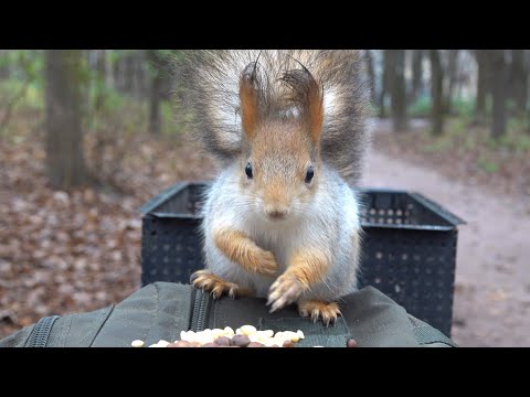 Видео: Белка с шикарным хвостом. Зарисовка / A squirrel with a gorgeous tail. The sketch