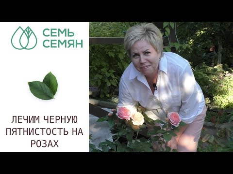 Видео: ЧЕМ ЛЕЧИТЬ ЧЕРНУЮ ПЯТНИСТОСТЬ НА РОЗАХ! СОВЕТЫ 2021!