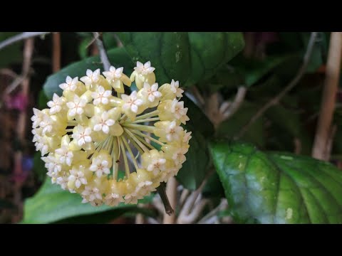 Видео: Мои хои 🪻 Несколько из них 🪷