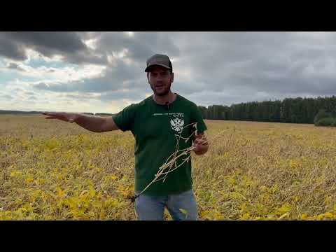 Видео: Соя - сорт МЕЗЕНКА!