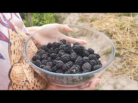 Видео: Вернулись домой! Что-то выросло, а что-то заросло. Наши питомцы