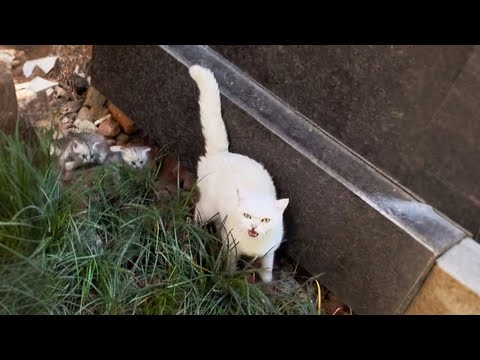 Видео: После смерти хозяина она стала бездомной и родила котят...