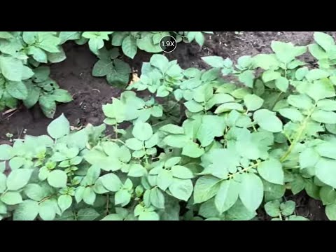Видео: Чи буде другий врожай картоплі та гороху
