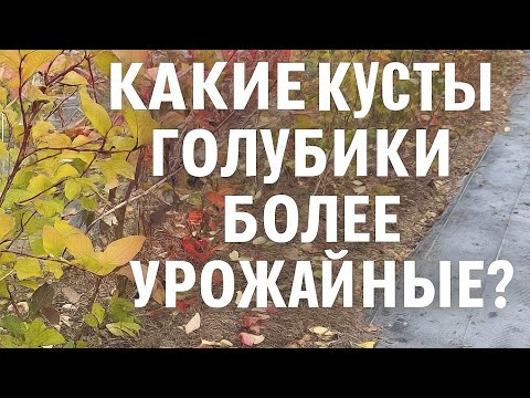 Видео: Какие сорта голубики дают больше урожая и как за ними ухаживать 