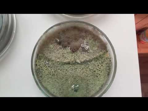 Видео: Триходерма и ботритис.  Часть 1.