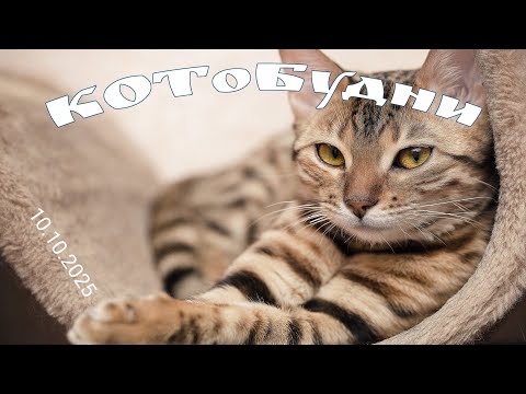 Видео: КОТоБудни начала октября - первые, после активного месяца путешествий, 10.10.2025г
