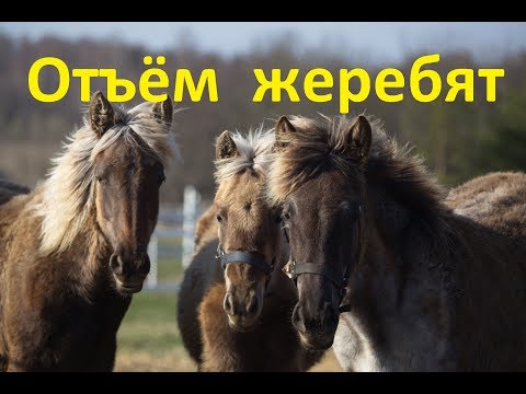 Видео: Отъём жеребят