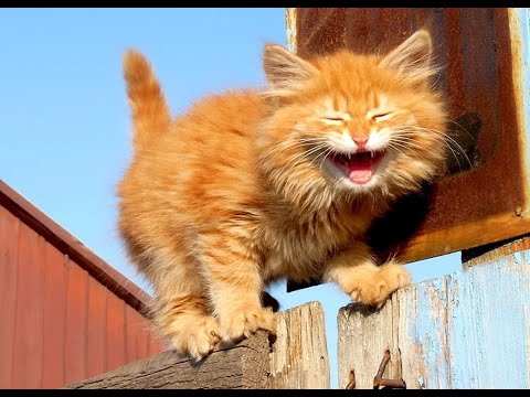 Видео: 😺 Рыжие - бесстыжие! 🐈 Видео смешных котов и котят для хорошего настроения! 😻