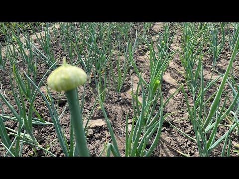 Видео: Виламую стрілки цибулі  для гарного врожаю.