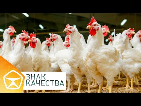 Видео: "Знак качества". Куры