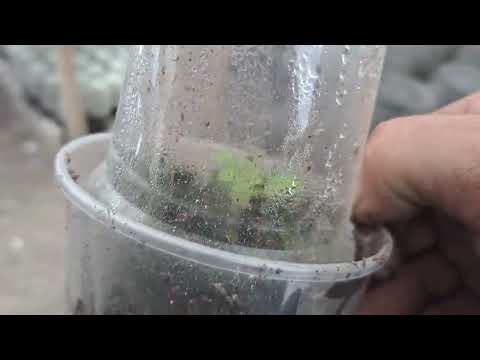 Видео: Размножение малины крапивкой из маточного корня,  результат укоренения.