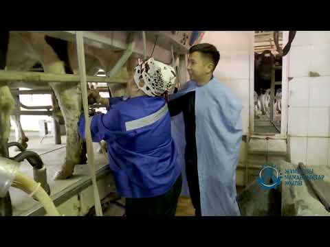 Видео: 35 жылдық тәжірибесі бар сауыншы / “Жұмысым - осындай!” / 04.11.2025