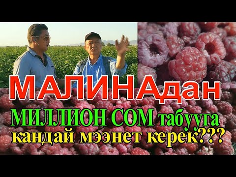 Видео: МАЛИНАДАН МИЛЛИОН СОМ ТАБУУ ҮЧҮН КАНЧА МЭЭНЕТ КЕРЕК??? ДЫЙКАН СЫРЫН АЧТЫ