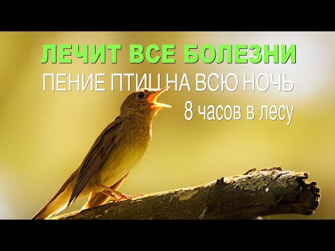 Видео: Лечит все болезни✅ Медитация/Пение лесных птиц на всю ночь