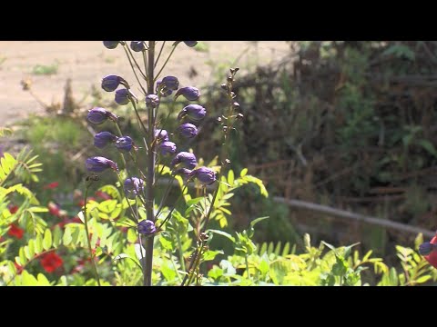 Видео: Изучаем тонкости разведения дельфиниумов