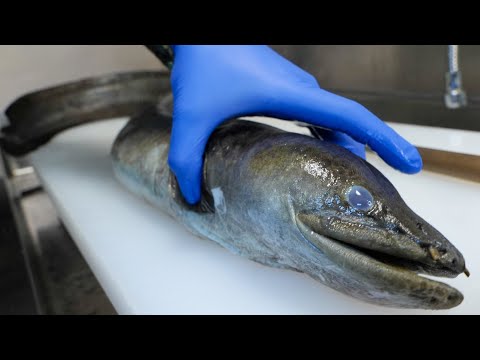 Видео: Я поймал чудовищного угря из мерзкой канавы! Надо съесть это!