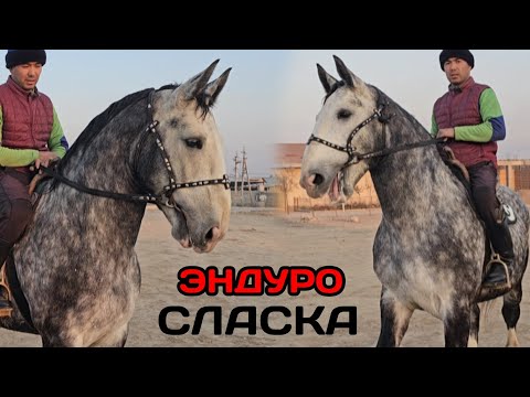 Видео: ЗАРДА 100 ЭНДУРО ДАСТАНДА🔥13 ноября 2025 г.